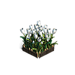 Белые тюльпаны игры Клондайк