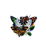 Коллекция бабочек игры Клондайк