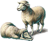 Задание квеста Стадо овец