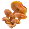 Древесные грибы игры Клондайк
