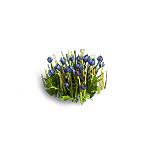 Синие тюльпаны природа игры Клондайк пропавшая экспедиция